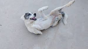 Campaña de vacunación gratuita para mascotas