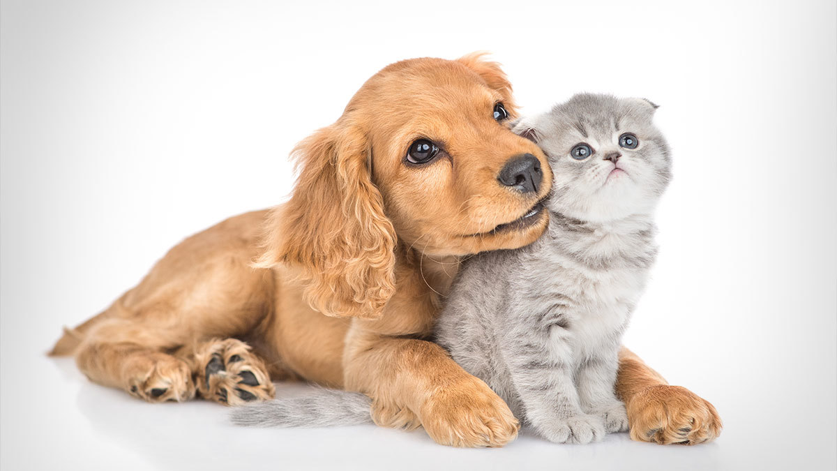 Taller de primeros auxilios para mascotas