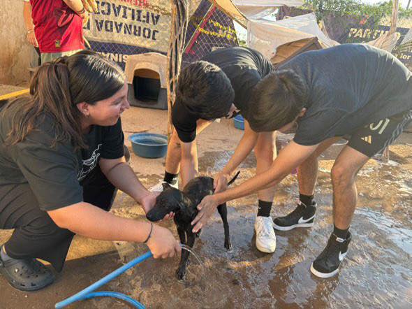 Rescate de perritos en carretera a Guamúchil