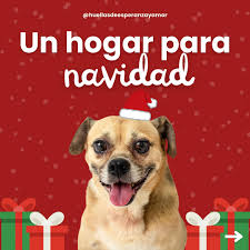 Campaña de adopción “Un hogar para Navidad”